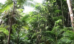 Swathe of Daintree Returned to Traditional Owners 10