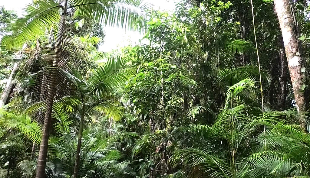 Swathe of Daintree Returned to Traditional Owners 3