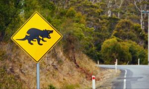 takayna Devils Threatened by Night Trucking 23