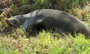 Tassie-born Fur Seal's Amazing Life Span 30