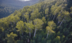 TWS: Forestry Transition Overdue 25