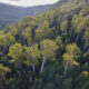 TWS: Forestry Transition Overdue 26