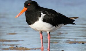 'Birds on Beaches' Buttongrass Ball 27