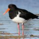 'Birds on Beaches' Buttongrass Ball 28
