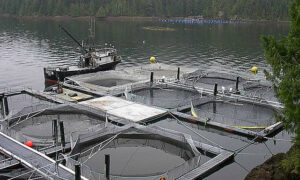 Salmon Farming ... 15