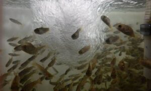 TAMP: Shut Down Salmon Hatcheries on Rivers 23