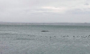 New Seismic Blasting Inflicted on Northern Tasmania 32