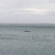 New Seismic Blasting Inflicted on Northern Tasmania 33