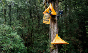 Big Canopy Campout 7