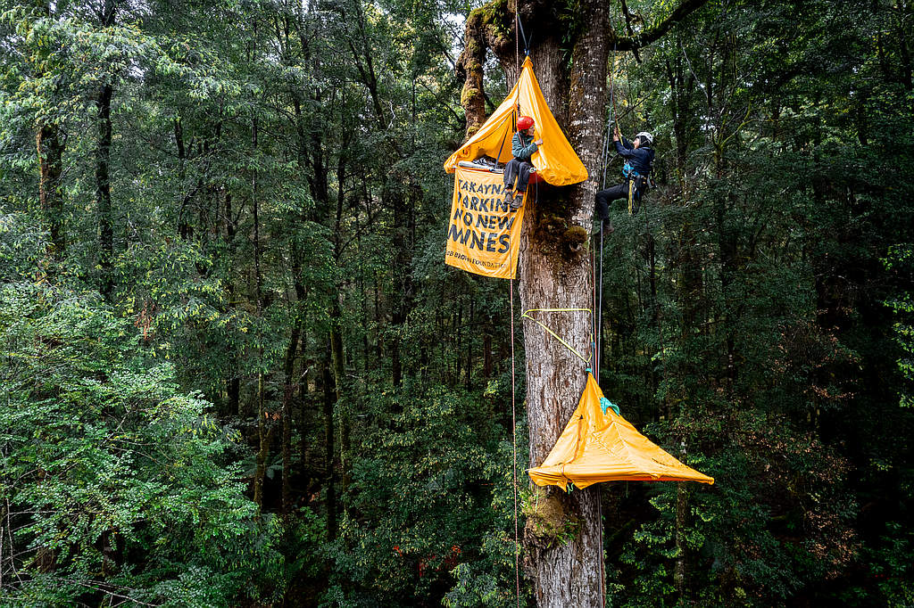 Big Canopy Campout Tasmanian Times