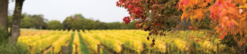 Carr Driving Arras Sparkling Wine Success 18 Carr Driving Arras Sparkling Wine Success 18