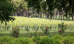 Carr Driving Arras Sparkling Wine Success 5