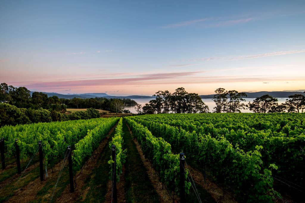 Get Set to Spring into Pinot Glee 19