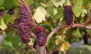 Get Set to Spring into Pinot Glee 7