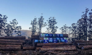 Logging Halted in Styx Valley 10