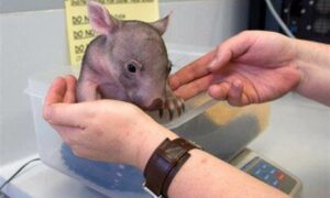 Recruitment Drive and Training for Wildlife Carers 27