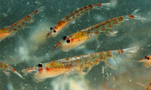 Call for Krill Ban 13