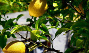 How To Go Urban Foraging 12