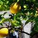 How To Go Urban Foraging 13