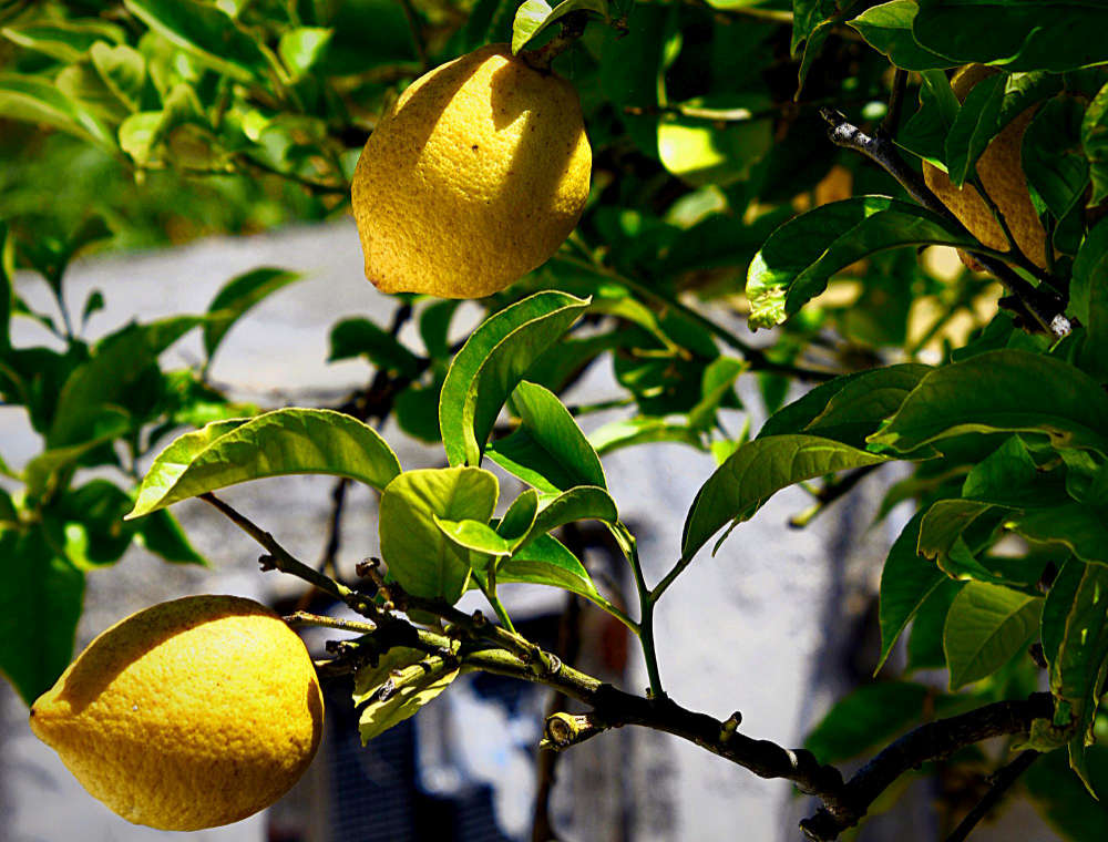 How To Go Urban Foraging 1