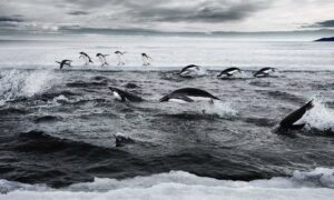 Marine Protected Areas 5