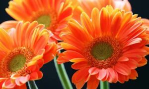 Welcoming Mental Health Week 31