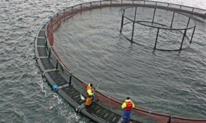 NOFF Responds to '10 Year Salmon Plan' 26