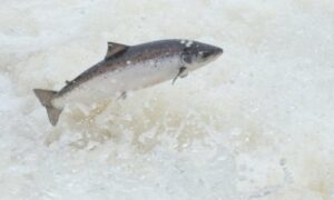 On World Salmon Day ... 17