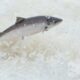On World Salmon Day ... 18