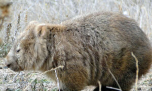 Opinion: Australia a Wombat on Climate Readiness 19