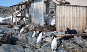 Antarctic Expeditioners Embark on Mawson's Hut Mission 18