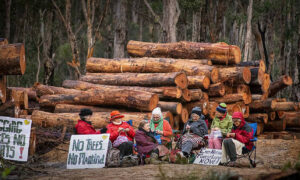 WA Forest Alliance: Tas Must End Native Forest Logging 28