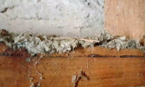 Webinar: Managing Asbestos in Workplaces 18