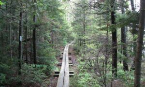 'Take A Hike Out Of Takayna' 11