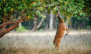 ISC: Rein In Deer 19