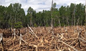On Deforestation ... 29
