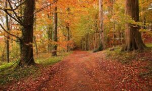 Glasgow Leaders' Declaration on Forests and Land Use 22