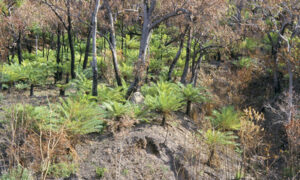 Leaked Report Says No Logging Native Forests on South Coast After Bushfires 5
