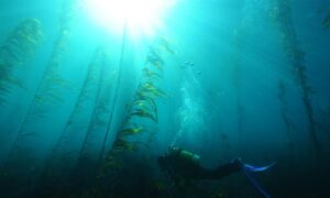 Can Selective Breeding ‘Super Kelp’ Save Cold Water Reefs? 12
