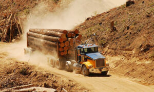 On Forestry & Tourism ... 41