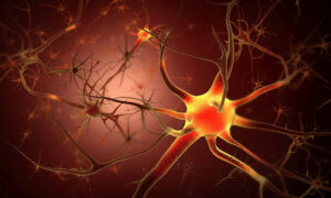 Tasmanian Researchers Share in National Funding 22
