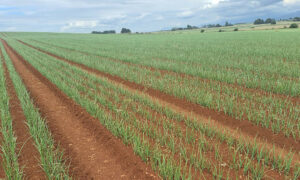 On the Agri-Food Scorecard ... 21
