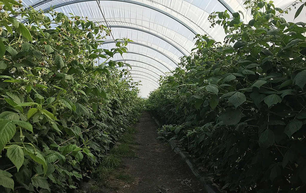 Fruit Harvest On Track Despite Cool, Wet Conditions - Tasmanian Times