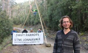 Swift Parrot Petition Launched to Halt Lonnavale Logging 7