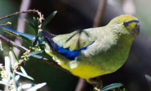 3 More Tasmanian Birds Identified as Threatened 9