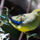 3 More Tasmanian Birds Identified as Threatened 10