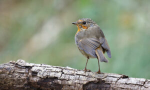 Climate Change Biggest Danger to Birds on Edge of Extinction 25