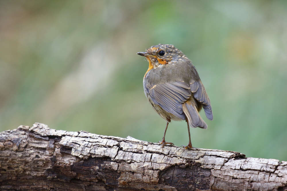 Climate Change Biggest Danger to Birds on Edge of Extinction 1