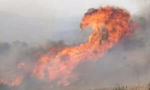 PWS Response to World Heritage Area Bushfires 22