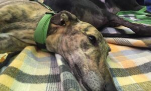Minister Queried on Another Dead Greyhound 15